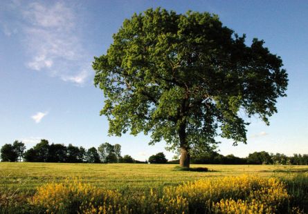 Ein Baum steht auf einer grünen Wiese.